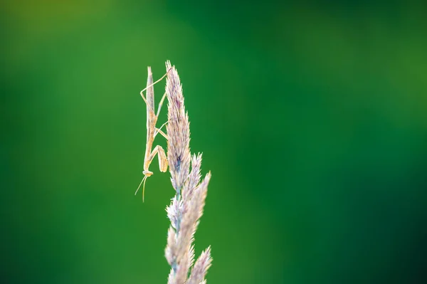 Uma Ninfa Mantis Europeu Mantis Religiosa Uma Planta Seca Close — Fotografia de Stock