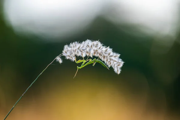 Uma Ninfa Mantis Europeu Mantis Religiosa Uma Grama Habitat Natural — Fotografia de Stock