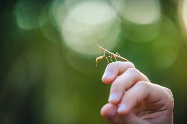 Europese Bidsprinkhaan Mantis Religiosa Een Hand Een Jong Dier Een — Stockfoto