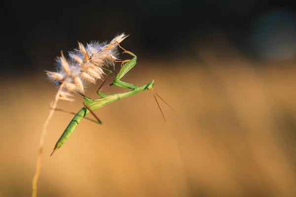 Uma Ninfa Mantis Europeu Mantis Religiosa Uma Grama Habitat Natural — Fotografia de Stock
