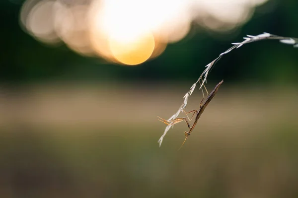 Seorang Nimfa Dari Mantis Eropa Mantis Religiosa Atas Rumput Habitat — Stok Foto