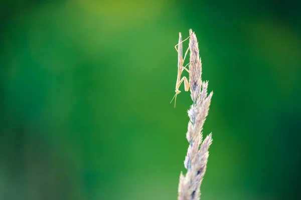 Nymph European Mantis Mantis Religiosa Dry Plant Close Shot Beautiful — Stock Photo, Image