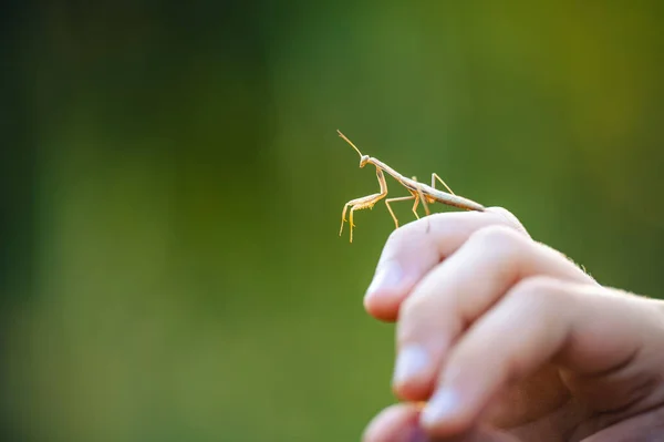Bir elde Avrupa Peygamberdevesi (Mantid dini). Genç bir hayvan, bir peri. Güzel bokeh yeşili arka plan.