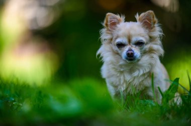 Küçük şirin chihuahua taze yeşil çimlerde oturuyor. Yaz mevsimindeyiz, güneş parlıyor ve renkler çok canlı..