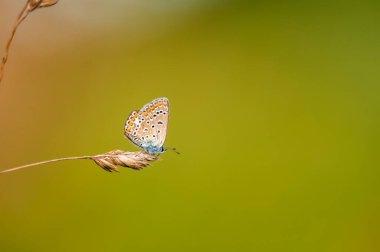 Bir çimene tüneyen küçük, şirin, mavi bir kelebeğin (Polyommatus icarus) yakın çekimi. Güzel bulanık arka plan, güzel renkli bokeh. Summer, güzel yumuşak bir ışık.