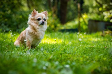 Küçük şirin chihuahua taze yeşil çimlerde oturuyor. Yaz mevsimindeyiz, güneş parlıyor ve renkler çok canlı..