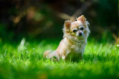 Küçük şirin chihuahua taze yeşil çimlerde oturuyor. Yaz mevsimindeyiz, güneş parlıyor ve renkler çok canlı..