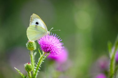 Çimenlere tüneyen küçük sevimli bir kelebeğin (Pieris rapae) yakın çekimi. Güzel bulanık arka plan, güzel renkli bokeh. Summer, güzel yumuşak bir ışık.