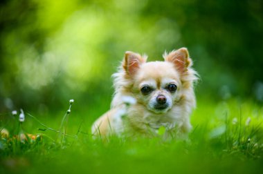 Küçük şirin chihuahua taze yeşil çimenlerde yatıyor. Yaz mevsimindeyiz, güneş parlıyor ve renkler çok canlı..