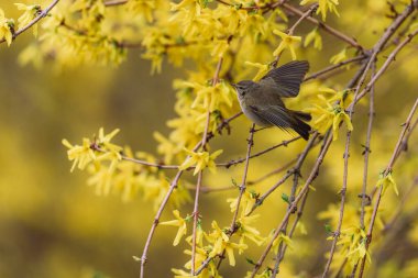 Güzel sarı çiçekleri olan bir çalı dalında oturan küçük şirin kuş şifafı (Phylloscopus collybita).