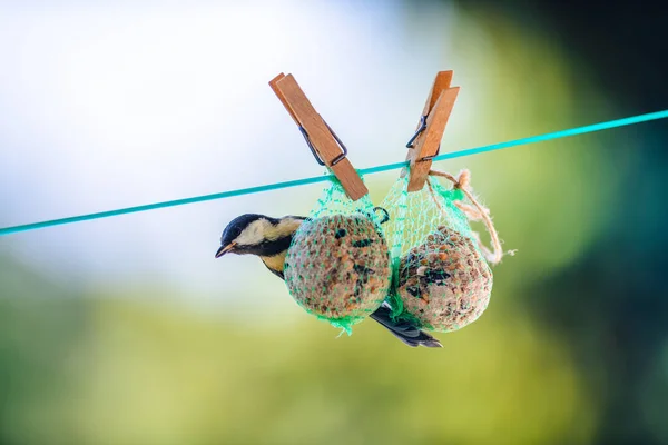 The great tit is hung on balls of tallow and looks around.