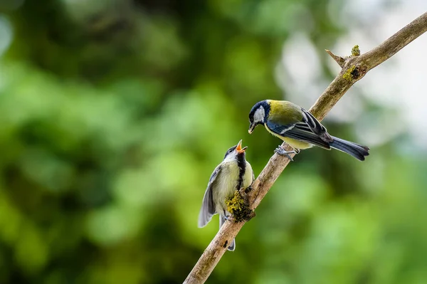 Young Great Tit Fed Its Mother Both Standing Stick Blurred — Zdjęcie stockowe