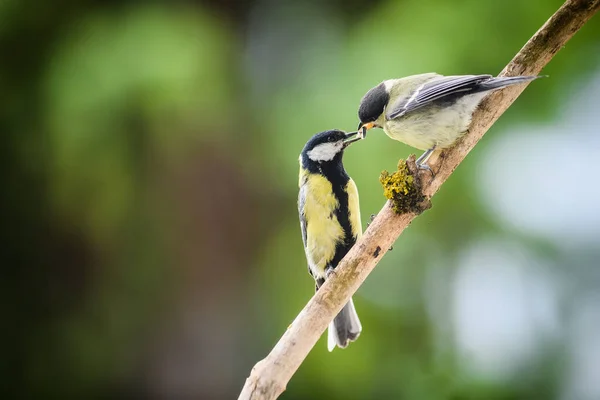 Young Great Tit Fed Its Mother Both Standing Stick Blurred — Stock fotografie
