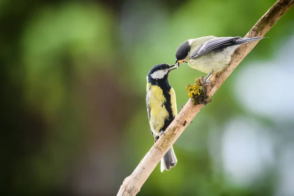 Young Great Tit Fed Its Mother Both Standing Stick Blurred — Zdjęcie stockowe