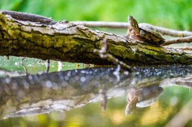 Kırmızı kulaklı sürgülü (Trachemys scripta elegans) veya su kaplumbağası kısmen suya batmış bir sandığın üzerinde güneşlenir. Kafası yukarıda ve güneşe bakıyor..