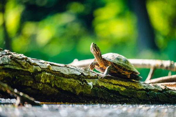 Controle Deslizante Orelhas Vermelhas Trachemys Scripta Elegans Tartaruga Aquática Assenta — Fotografia de Stock