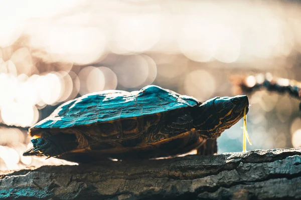 Красноухий Ползунок Trachemys Scripta Elegans Водяные Черепахи Багажнике Который Частично — стоковое фото