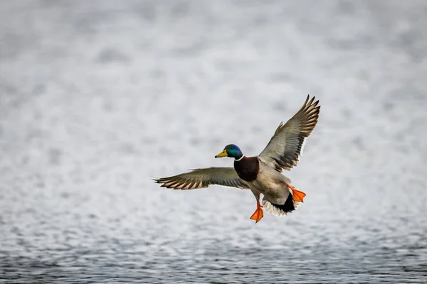 Male Mallard Duck Landing Surface Pond Wings Outstretched Just Water — Stock Photo, Image