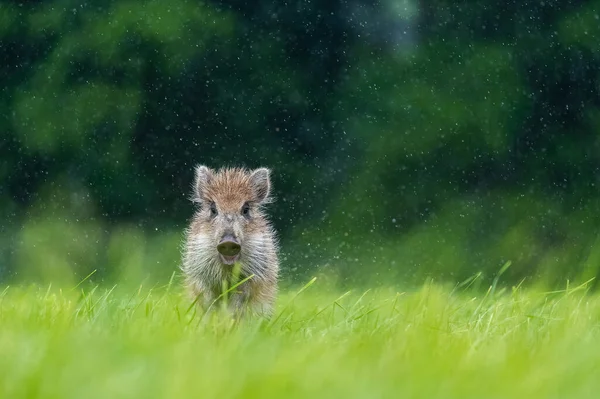 A young wild boar running across a field while it is raining heavily. In the background is a forest and trees.