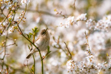 Yaygın bir chiffchaff (Phylloscopus collybita), bir bahar çiçekli kiraz ağacının dalında oturur. Bahar, güneşli gün.