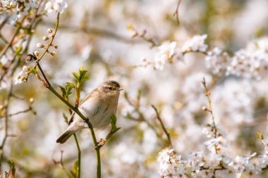 Yaygın bir chiffchaff (Phylloscopus collybita), bir bahar çiçekli kiraz ağacının dalında oturur. Bahar, güneşli gün.