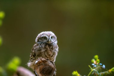 Küçük baykuş (Athene noctua), sevimli baykuş yavrusu, güzel büyük gözler, orman ortamı, güzel ışık.