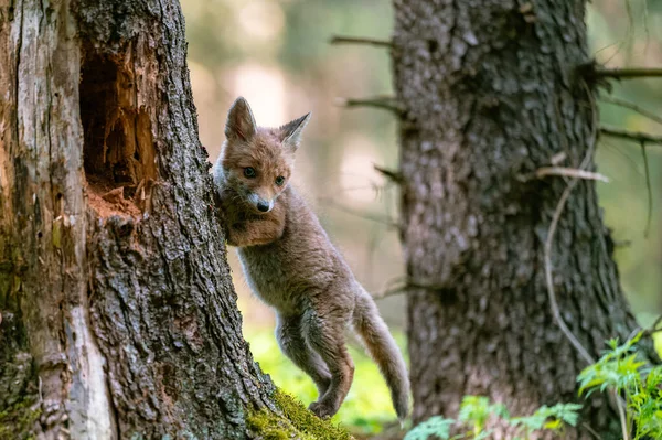 Een Nieuwsgierige Jonge Vos Vulpes Vulpes Scant Het Bos Voedsel — Stockfoto