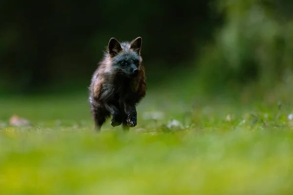 Common fox (Vulpes vulpes) running fast against photographer on green grass in forest.