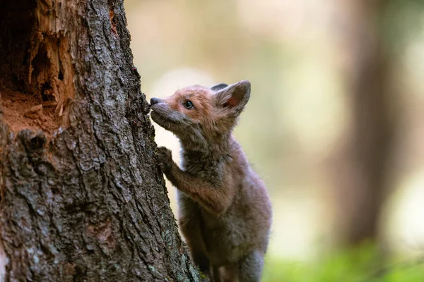 Μια Νεαρή Αλεπού Vulpes Vulpes Στο Δάσος Παίζοντας Ένα Δέντρο — Φωτογραφία Αρχείου