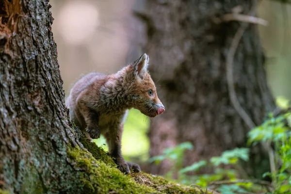 Młody Lis Vulpes Vulpes Lesie Bawiący Się Drzewem Obserwujący Okolicę — Zdjęcie stockowe