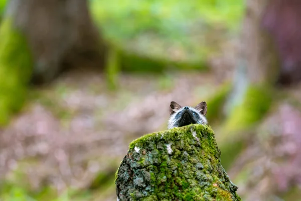 Raposa Vermelha Vulpes Vulpes Floresta Primavera Fica Atrás Toco Olha — Fotografia de Stock