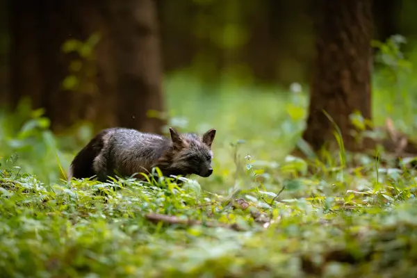 Μαύρη Αλεπού Vulpes Vulpes Που Περπατά Στο Δάσος Στο Γρασίδι — Φωτογραφία Αρχείου