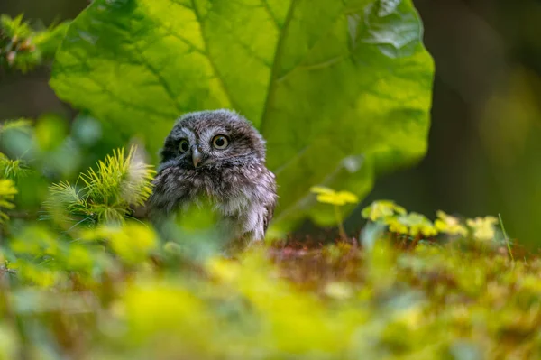 Coruja Pequena Athene Noctua Filhote Coruja Bonito Belos Olhos Grandes — Fotografia de Stock