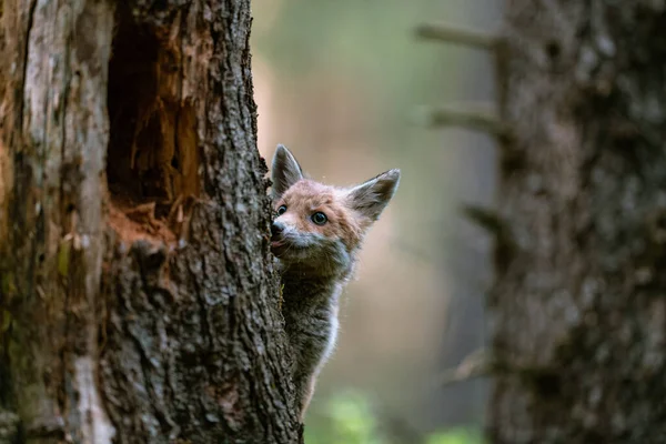 Молодая Лиса Vulpes Vulpes Лесу Играет Деревом Наблюдает Окрестностями Красивые — стоковое фото