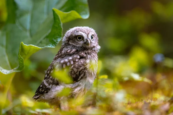 Küçük baykuş (Athene noctua), sevimli baykuş yavrusu, güzel büyük gözler, orman ortamı, güzel ışık.