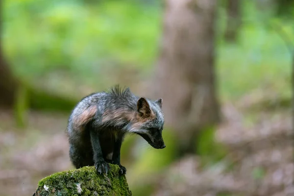 Renard Roux Vulpes Vulpes Debout Sur Une Souche Dans Forêt — Photo