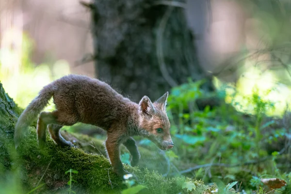 Молодая Лиса Vulpes Vulpes Осторожно Ходит Весеннему Лесу Ищет Пищу — стоковое фото