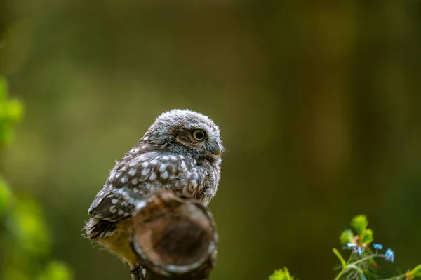 Κουκουβάγια Athene Noctua Χαριτωμένο Κουκουβάγια Όμορφα Μεγάλα Μάτια Δασικό Περιβάλλον — Φωτογραφία Αρχείου