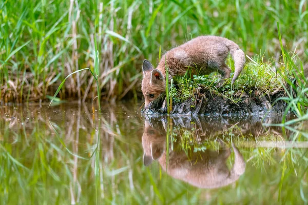 Jeune Renard Roux Vulpes Vulpes Incline Tête Vers Surface Eau — Photo