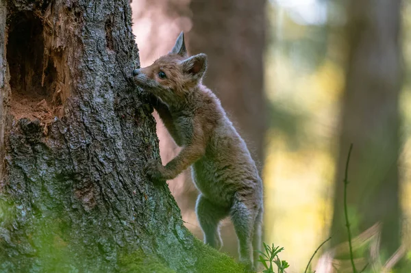 Een Nieuwsgierige Jonge Vos Vulpes Vulpes Scant Het Bos Voedsel — Stockfoto
