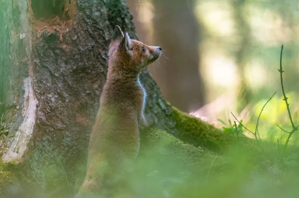 Egy Kíváncsi Fiatal Róka Vulpes Vulpes Átvizsgálja Erdőt Élelemért Óvatosan — Stock Fotó