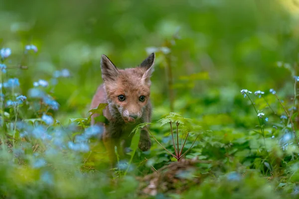 Любопытный Молодой Лис Vulpes Vulpes Осматривает Лес Поисках Пищи Осторожно — стоковое фото