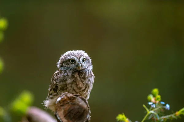 小猫头鹰 雅典娜 可爱的猫头鹰幼崽 美丽的大眼睛 森林环境 美丽的光芒 — 图库照片
