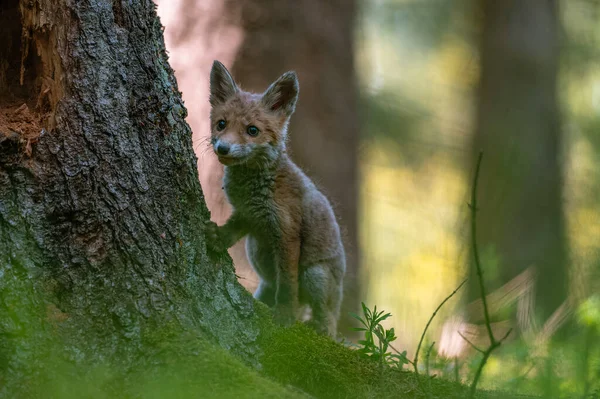 Любопытный Молодой Лис Vulpes Vulpes Осматривает Лес Поисках Пищи Осторожно — стоковое фото