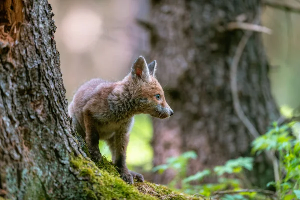 Молодая Лиса Vulpes Vulpes Лесу Играет Деревом Наблюдает Окрестностями Красивые — стоковое фото