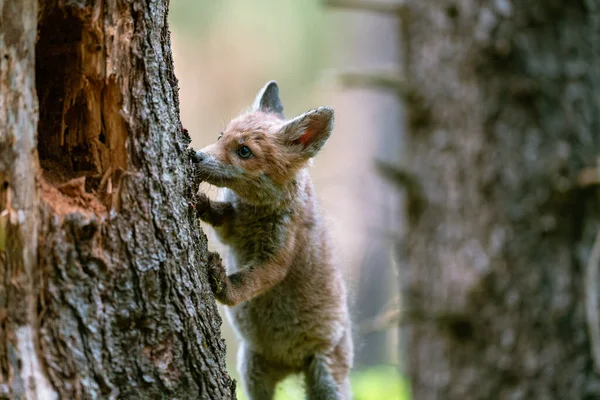 Молодая Лиса Vulpes Vulpes Лесу Играет Деревом Наблюдает Окрестностями Красивые — стоковое фото