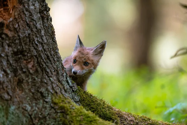 Genç bir tilki (Vulpes vulpes) ormanda, bir ağaçla oynuyor ve çevreyi izliyor. Güzel mavi gözler, bahar renkli orman.