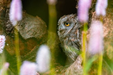 Bir ağaç gövdesindeki delikten dışarı bakan çok nadir bir Avrasyalı Yara Baykuşu (Otus scops). Çiçekli çayırların etrafında, güzel renkli bokeh.