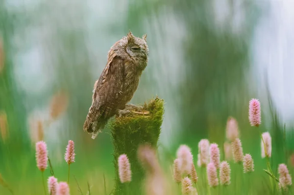 Ένα Πολύ Σπάνιο Ευρασιατικό Scoops Owl Otus Scops Κάθεται Ένα — Φωτογραφία Αρχείου