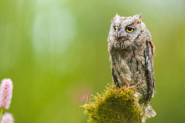 Редкая Евразийская Сова Otus Scops Сидящая Стволе Дерева Цветущем Лугу — стоковое фото